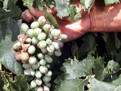 Η ξαφνική νεροποντή κατέστρεψε τα αμπέλια