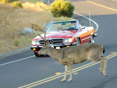 Προσοχή στα… ζώα