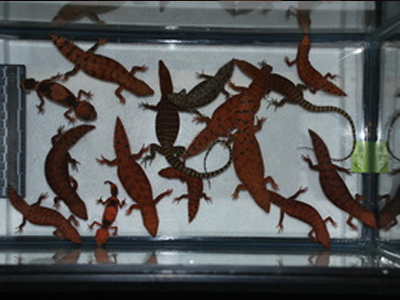 Λαθρεμπόριο… σαύρας