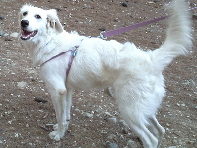 Δίνεται για υιοθεσία ο Scooby