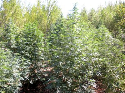 Μπαξές με… κάνναβη