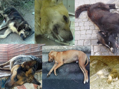 Διαμαρτύρονται για τις δηλητηριάσεις ζώων