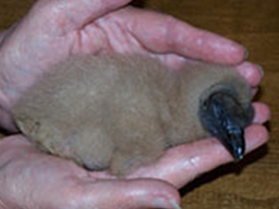 Γεννήθηκε γύπας σε αιχμαλωσία στην Αίγινα