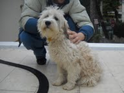 Χαρίζεται η Λούση