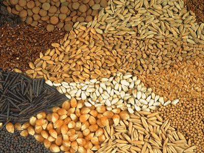 Ο Νόμος του Σπόρου