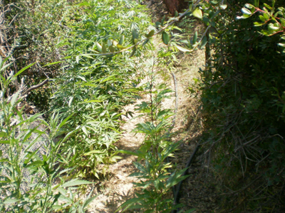 Φυτεία κάνναβης δίπλα σε παιδικές κατασκηνώσεις