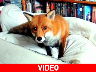 Μία αλεπού από… σπίτι