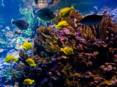 Με αφανισμό απειλείται η θαλάσσια ζωή Με αφανισμό απειλείται η θαλάσσια ζωή