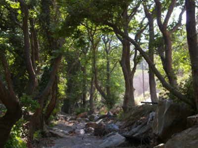 Η κρίση μειώνει τα δάση