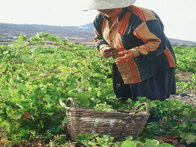 ΕΛΓΑ: Αποζημιώσεις 4,35 εκατ. ευρώ σε παραγωγούς