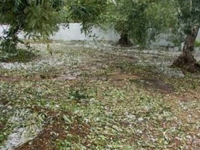 Το χαλάζι «χτύπησε» την ελαιοπαραγωγή στη Μεσσηνία