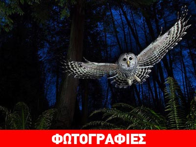 Οι καλύτερες φωτογραφίες της Άγριας Φύσης