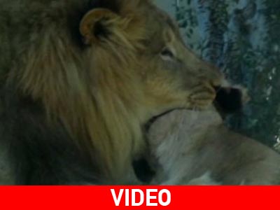 Αρσενικό λιοντάρι κατασπαράζει θηλυκό