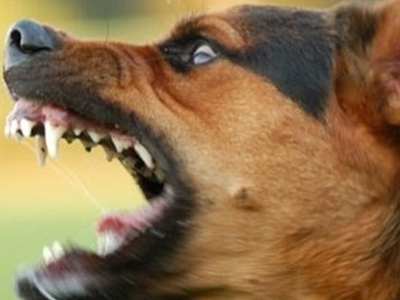 Εξαπλώνεται ο ιός της λύσσας