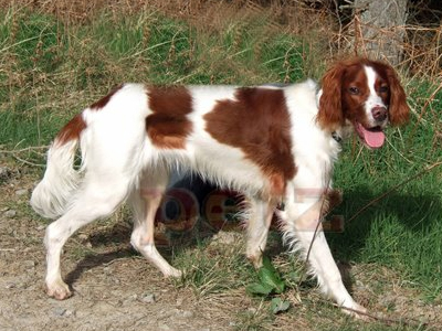 Έκλεψαν Σέτερ