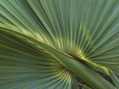 Γονιμότητα: Βότανο κατά των ανδρικών ορμονών