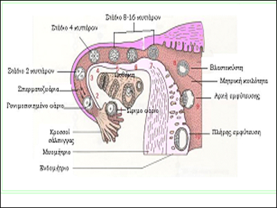 Γονιμότητα: Εξωσωματική γονιμοποίηση χωρίς φαρμακευτική αγωγή -5ο Στάδιο: Εμφύτευση – Αποτέλεσμα