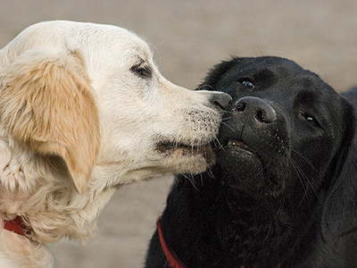 SEXUALITY: Η εκσπερμάτιση στα ζώα προκαλεί ίδια συναισθήματα, όπως και στον άνδρα;