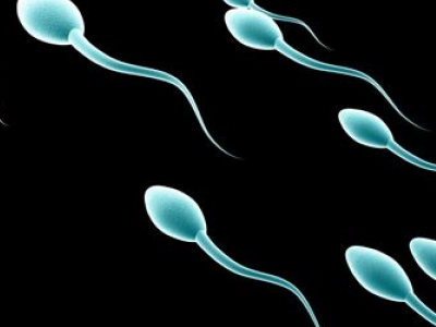 Οι επιστήμονες κατανοούν τη διαδικασία ενεργοποίησης των σπερματοζωαρίων