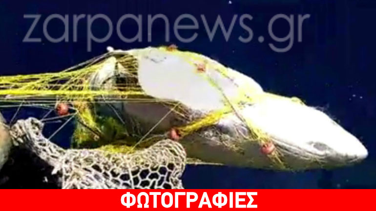 Απίστευτη ψαριά: Αλίευσε καρχαρία «σαπουνά» 5 μέτρων!