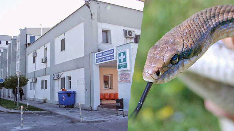 Toν τσίμπησε φίδι, πήγε στο νοσοκομείο αλλά δεν είχαν φάρμακα!