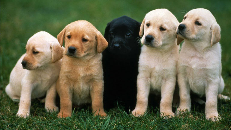 Οι σκύλοι αντιπαθούν όσους συμπεριφέρονται άσχημα στο αφεντικό τους Οι σκύλοι αντιπαθούν όσους συμπεριφέρονται άσχημα στο αφεντικό τους