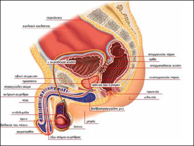 SEXUALITY: Κακό σπέρμα και κληρονομικότητα