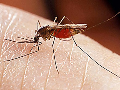 SEXUALITY: Ο HIV μπορεί να μεταδοθεί μέσω των κουνουπιών;