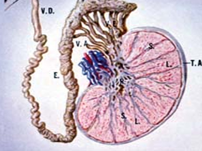 SEXUALITY: Πιάνω κάτι σκληρό που με πονάει… Τι μπορεί να είναι;