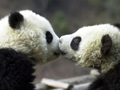 SEXUALITY: Τα ζώα έχουν τα ίδια συναισθήματα με τον άνθρωπο όταν κάνουν σεξ;