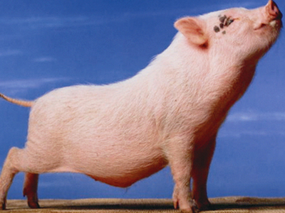 SEXUALITY: Χοιρινό κρέας από γουρούνια εκτεθειμένα στον ιό H1N1 είναι ασφαλές