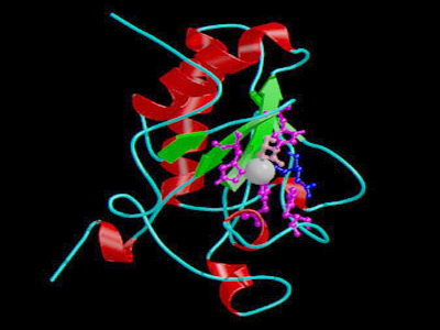 SEXUALITY: Μία πρωτεΐνη μπορεί να βοηθήσει τη σεξουαλική ζωή ύστερα από ριζική προστατεκτομή