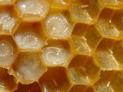 Ο βασιλικός πολτός και τα… επείγοντα Ο βασιλικός πολτός και τα… επείγοντα