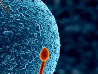 SEXUALITY: Οι επιστήμονες αποκαλύπτουν: δεν είναι πάντα το ταχύτερο σπερματοζωάριο αυτό που γονιμοποιεί!