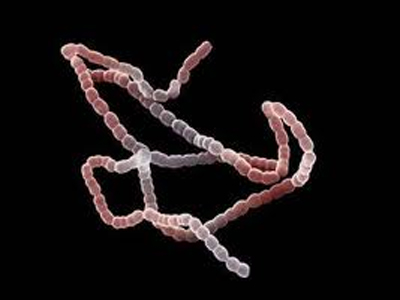 SEXUALITY: Στρεπτόκοκκος στο σπέρμα