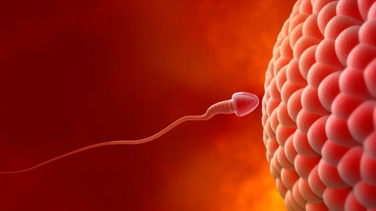 Μακροζωοσπερμία και γονιμότητα