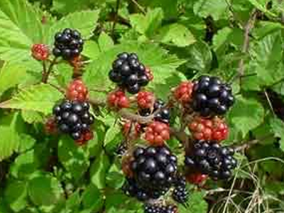 SEXUALITY: Ο χυμός βατόμουρου καταπολεμά τα βακτήρια σε μοριακό επίπεδο