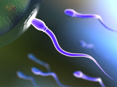 Ένας τεχνητός όρχις θα μπορούσε να θεραπεύσει την ανδρική υπογονιμότητα