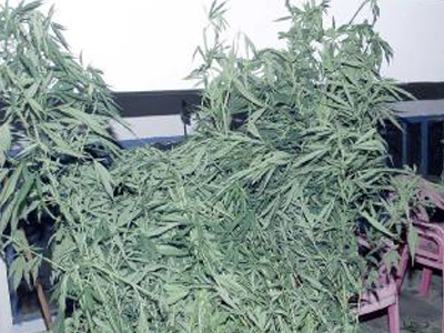 Παράνομη η κάνναβη, παράνομο και το όπλο