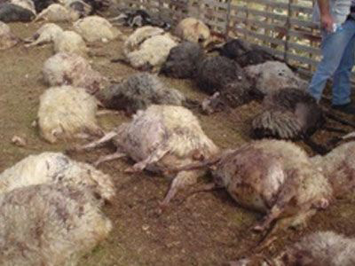 Νέα σφαγή αιγοπροβάτων στην Κρήτη