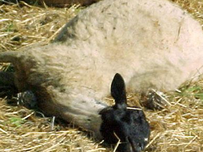 Καταζητείται ο δράστης της σφαγής των ζώων