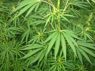 Ανήλικος καλλιεργητής κάνναβης