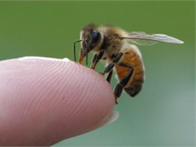 Νεκρός από τσίμπημα σφήκας