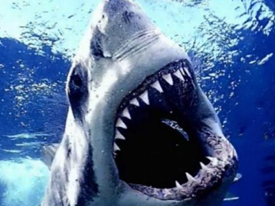 Εξηντάχρονη γλίτωσε από του… καρχαρία τα δόντια