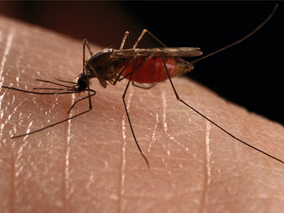 SEXUALITY: Τα κουνούπια μεταφέρουν τον HIV;