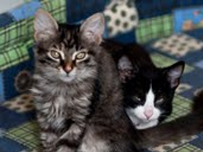 Χαρίζονται γατάκια