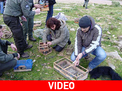 Απελευθέρωσαν αιχμάλωτα άγρια πουλιά