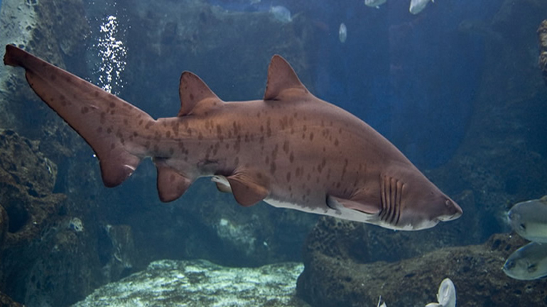 Συνέδριο περιβαλλοντικής αγωγής για τη θάλασσα στο ενυδρείο Κρήτης