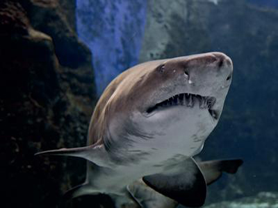 Καλοκαιρινό ωράριο στο Cretaquarium Θαλασσόκοσμος