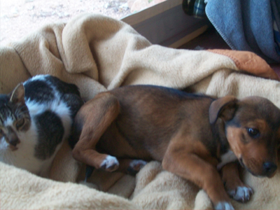 Αναζητά ένα σπίτι!